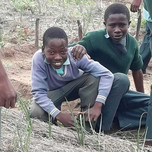Jungen aus Simbabwe lernen Feldarbeit im Projekt