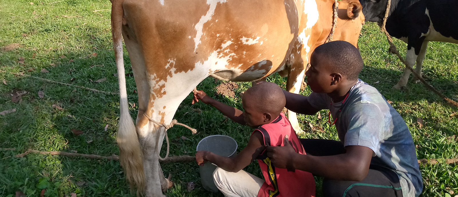 Jungen aus Uganda melken Kühe