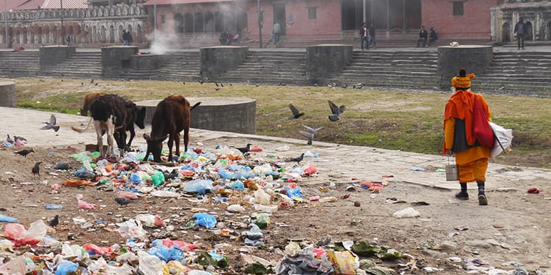 Nepal Kühe wühlen im Plastikmüll auf dem Boden